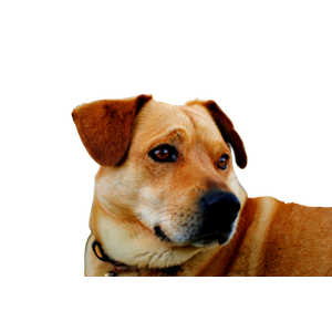 Short Coated Brown Dog – cat PNG with transparent background
