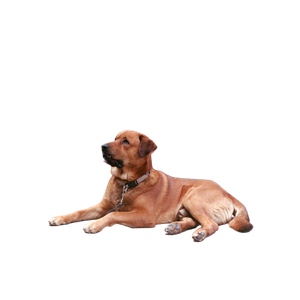 Short Coated Brown Dog Beside Graffiti Wall Art – cat PNG with transparent background