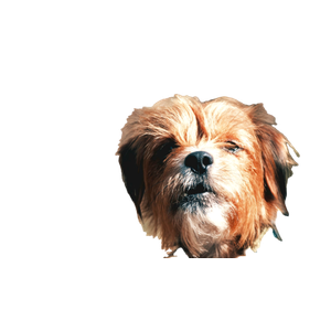 Short Coated Brown Dog Closeup Photo – cat PNG with transparent background