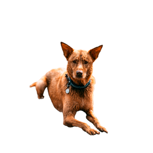 Related cat image: Short Coated Brown Dog Lying Near Body Of Water