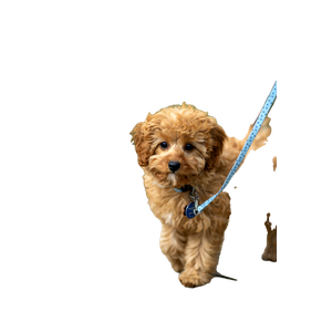 Short Coated Brown Dog Near Grass – cat PNG with transparent background
