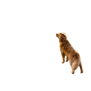 Short Coated Brown Dog On Gray Cliff – cat PNG with transparent background