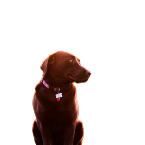 Short Coated Brown Dog On Green Lawn – cat PNG with transparent background