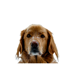Short Coated Brown Dog Outside – cat PNG with transparent background