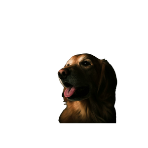 Short Coated Brown Dog Showing Tongue – cat PNG with transparent background