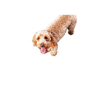 Short Coated Brown Dog With Leash – cat PNG with transparent background