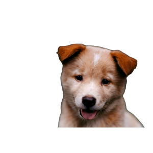 Short Coated Brown Puppy – cat PNG with transparent background