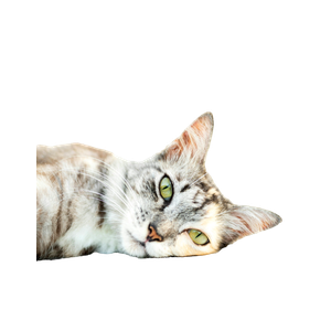 Short Coated Gray And Brown Cat - Cat PNG image with transparent background