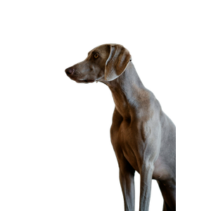 Short Coated Gray Dog – cat PNG with transparent background