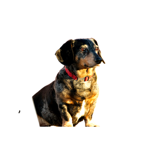 Short Coated Gray Dog – cat PNG with transparent background
