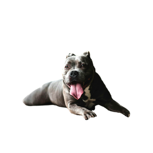 Short Coated Gray Dog Near Green Leafed Plants – cat PNG with transparent background