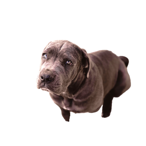 Short Coated Gray Dog Sitting – cat PNG with transparent background