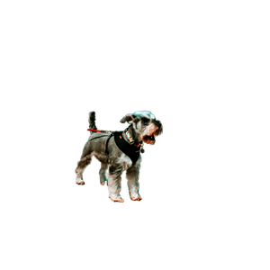 Short Coated Grey And White Dog – cat PNG with transparent background