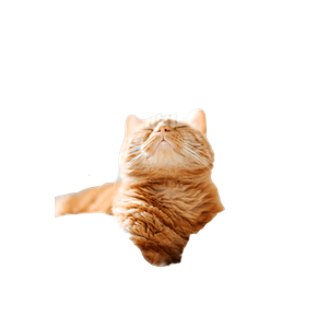 Cat PNG image: Short Coated Orange And White Cat - transparent background