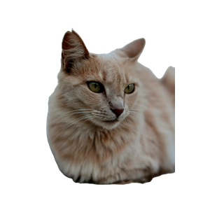 Cat PNG image: Short Coated Orange Cat On Gray Surface - transparent background