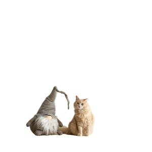 Short Coated Orange Cat On Table - Cat PNG image with transparent background