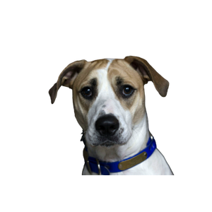 Related cat image: Short Coated Tan And White Dog With Blue Collar
