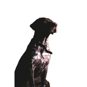 Short Coated Tan Dog – cat PNG with transparent background