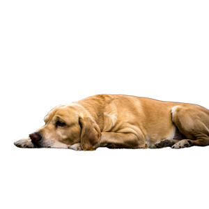 Short Coated Tan Dog Lying On Soil – cat PNG with transparent background