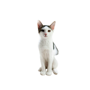 Cat PNG image: Short Coated White And Black Cat - transparent background
