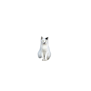 Cat PNG image: Short Coated White And Black Cat Sitting On Concrete Floor - transparent background