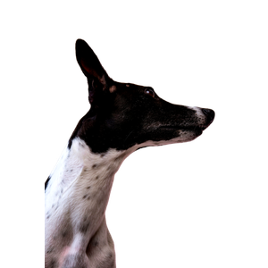 Short Coated White And Black Dog – cat PNG with transparent background