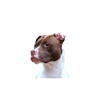Short Coated White And Brown Dog – cat PNG with transparent background