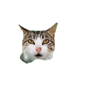 Cat PNG image: Short Coated White And Gray Cat - transparent background