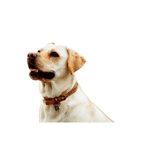 Short Coated White Dog – cat PNG with transparent background