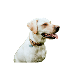 Short Coated White Dog – cat PNG with transparent background