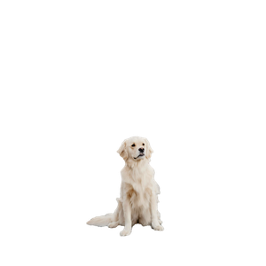 Short Coated White Dog – cat PNG with transparent background