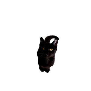 Cat PNG image: Short Fur Black Cat On Floor - transparent background