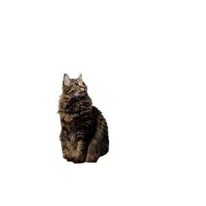 Cat PNG image: Short Fur Brown Cat - transparent background