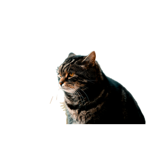 Cat PNG image: Short Fur Gray Cat - transparent background