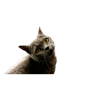 Short Fur Gray Cat On Gray Tiled Floor - Cat PNG image with transparent background