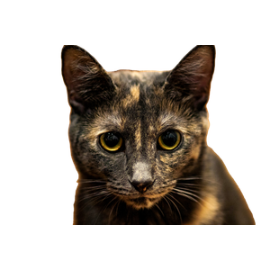 Short Fur Tortoiseshell Cat – cat PNG with transparent background