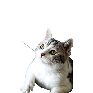 Cat PNG image: Short Fur White And Grey Cat - transparent background