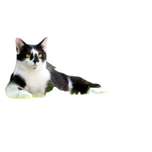 Cat PNG image: Short Furred Black And White Cat - transparent background