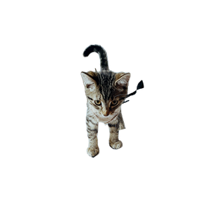 Short Furred Gray Kitten – cat PNG with transparent background