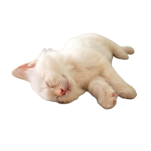 Related cat image: Short Furred White Kitten Lying On Bed