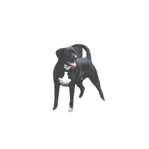 Short Coat Black Dog Near Fence – cat PNG with transparent background