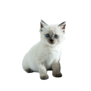 Siamese Kitten In Macro Photography – cat PNG with transparent background