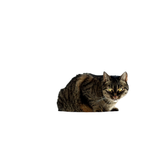Cat PNG image: Silver And Black Cat On White Chair - transparent background