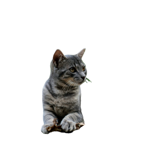 Silver Tabby Cat - Cat PNG image with transparent background