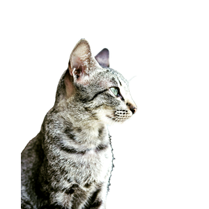 Silver Tabby Cat In Tilt Shift Lens – cat PNG with transparent background