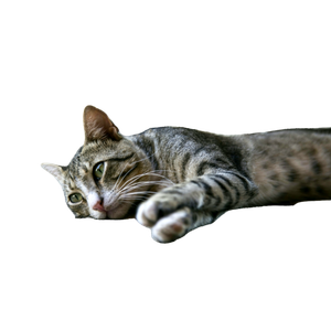 Silver Tabby Cat Lying On Ground - Cat PNG image with transparent background