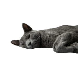 Silver Tabby Cat Lying On White Textile – cat PNG with transparent background