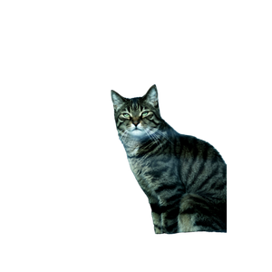 Silver Tabby Cat Near White Curtain - Cat PNG image with transparent background