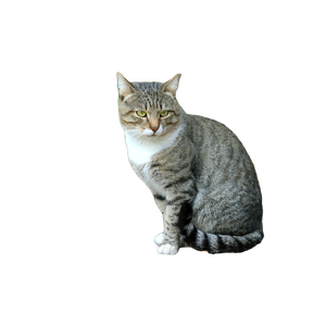 Related cat image: Silver Tabby Cat On Brown Dried Leaves