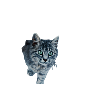 Cat PNG image: Silver Tabby Cat On Gray Concrete Floor - transparent background